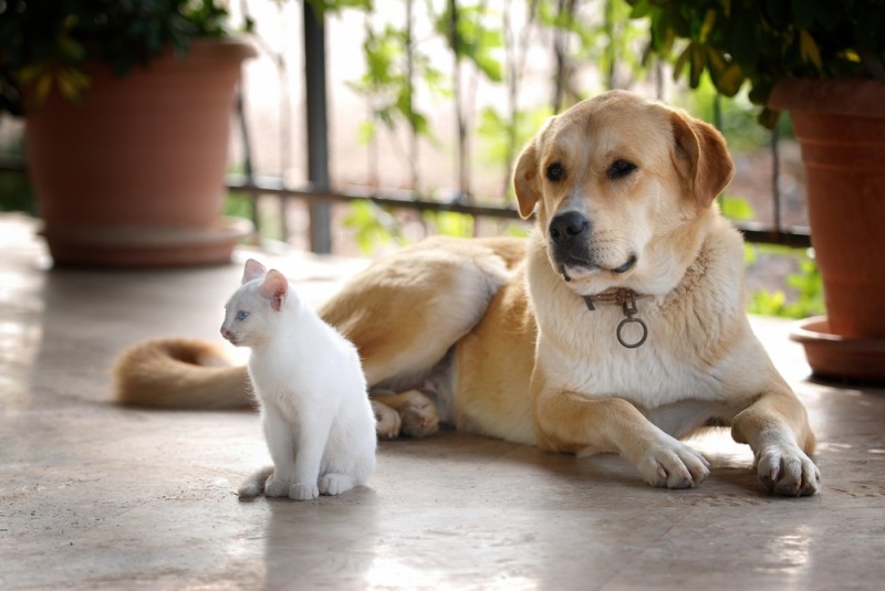 Assurance pour animaux de compagnie : principe et fonctionnement